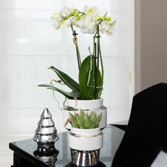 Kolibri Orchids | Witte Phalaenopsis orchidee – Amabilis + Le Chic sierpot zilver – potmaat Ø9cm – 40cm hoog | bloeiende kamerplant in bloempot - vers van de kweker Everspring