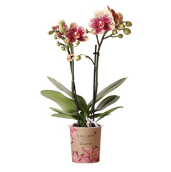 Kolibri Orchids | Geel rode phalaenopsis orchidee - Spain - potmaat Ø9cm | bloeiende kamerplant - vers van de kweker Everspring