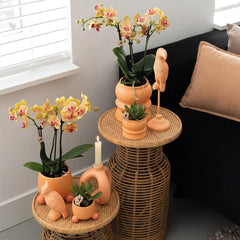 Kolibri Orchids | Oranje Phalaenopsis orchidee – Jamaica + Rolling sierpot peach – potmaat Ø9cm – 35cm hoog | bloeiende kamerplant in bloempot - vers van de kweker Everspring