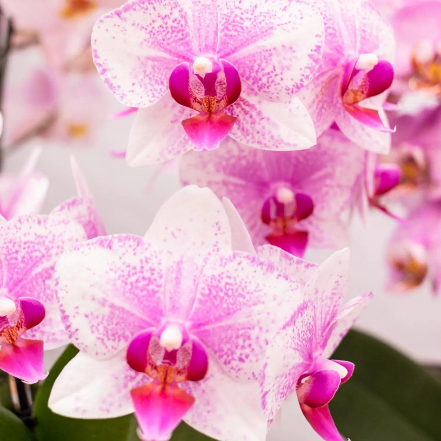 Kolibri Orchids | Roze Phalaenopsis orchidee - Mineral Rotterdam - potmaat Ø9cm | bloeiende kamerplant - vers van de kweker Everspring