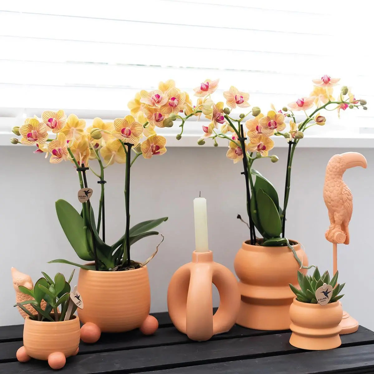 Kolibri Orchids | Oranje Phalaenopsis orchidee - Mineral Bolzano + Rolling peach - potmaat Ø9cm | bloeiende kamerplant - vers van de kweker Everspring