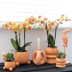 Kolibri Orchids | Oranje Phalaenopsis orchidee - Mineral Bolzano + Rolling peach - potmaat Ø9cm | bloeiende kamerplant - vers van de kweker Everspring