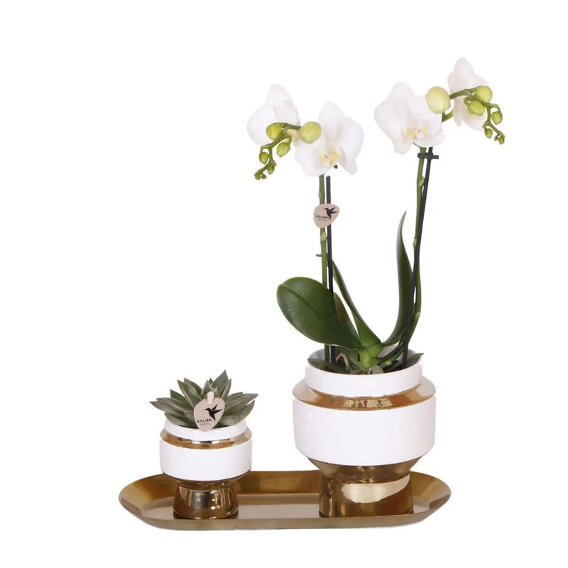 Kolibri Company - Set van witte orchidee en Succulent op gouden dienblad Everspring