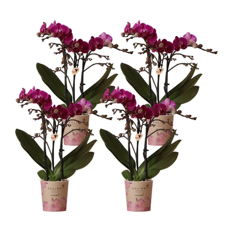 Kolibri Orchids | COMBI DEAL van 4 paarse phalaenopsis orchideeën - Morelia - potmaat Ø9cm | bloeiende kamerplant - vers van de kweker Everspring