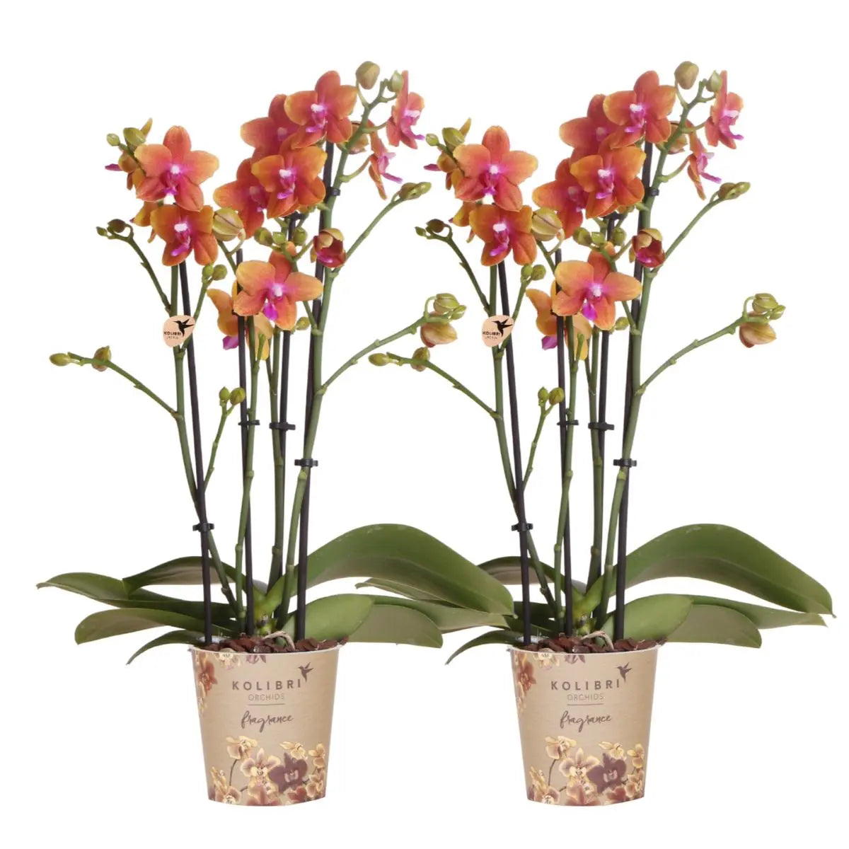 Kolibri Orchids I COMBI DEAL van 2 geurende oranje Phalaenopsis orchideeën - potmaat Ø12cm | bloeiende kamerplant - vers van de kweker Everspring