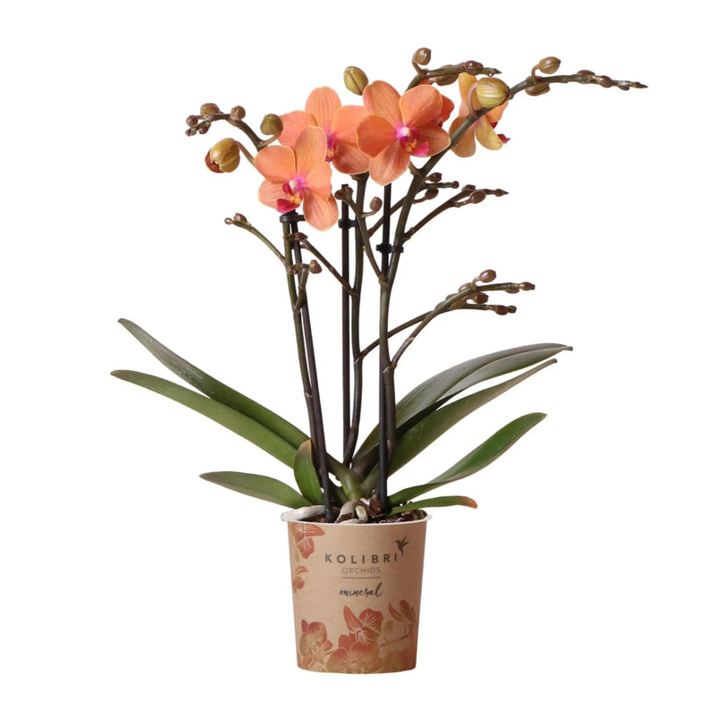 Kolibri Orchids | Oranje Phalaenopsis orchidee - Mineral Bolzano - potmaat Ø9cm | bloeiende kamerplant - vers van de kweker Everspring