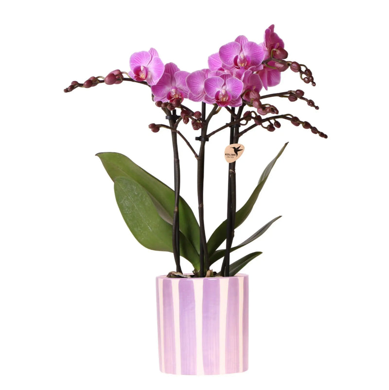 Kolibri Orchids | paarse phalaenopsis orchidee Vienna + Painted Stripe pot lila - potmaat Ø9cm | bloeiende kamerplant - vers van de kweker Everspring