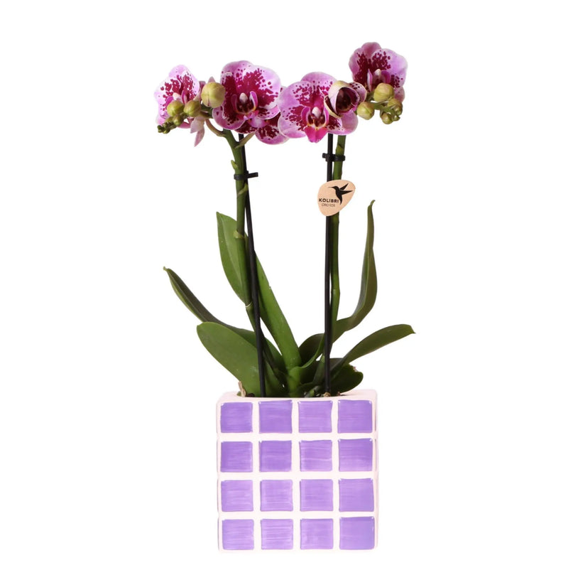 Kolibri Orchids | Paarse phalaenopsis orchidee El Salvador + Mosa sierpot lila - potmaat Ø9cm | bloeiende kamerplant - vers van de kweker Everspring