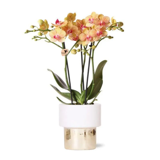 Kolibri Orchids | witte Phalaenopsis orchidee – Jamaica + Lush pot – potmaat Ø9cm – 40cm hoog | bloeiende kamerplant in bloempot - vers van de kweker Everspring