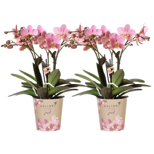 Kolibri Orchids I COMBI DEAL van 2 oud roze Phalaenopsis orchideeën - Treviso - potmaat Ø12cm | bloeiende kamerplant - vers van de kweker Everspring