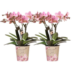 Kolibri Orchids I COMBI DEAL van 2 oud roze Phalaenopsis orchideeën - Treviso - potmaat Ø12cm | bloeiende kamerplant - vers van de kweker Everspring