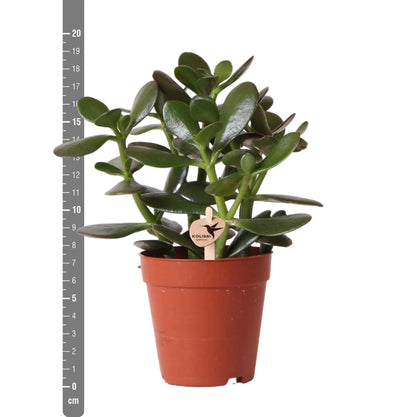 Kolibri Greens | Groene plant - Succulent Crassula Ovata -  groene kamerplant - vers van de kweker - Ø9cm Everspring