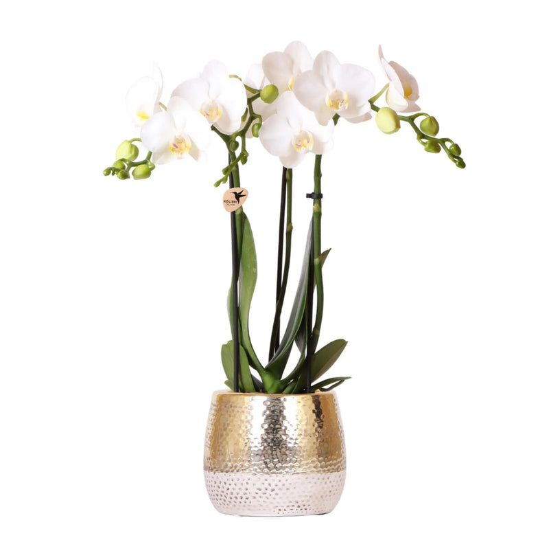 Kolibri Orchids | witte Phalaenopsis orchidee – Amabilis + Elite pot gold – potmaat Ø9cm – 40cm hoog | bloeiende kamerplant in bloempot - vers van de kweker Everspring