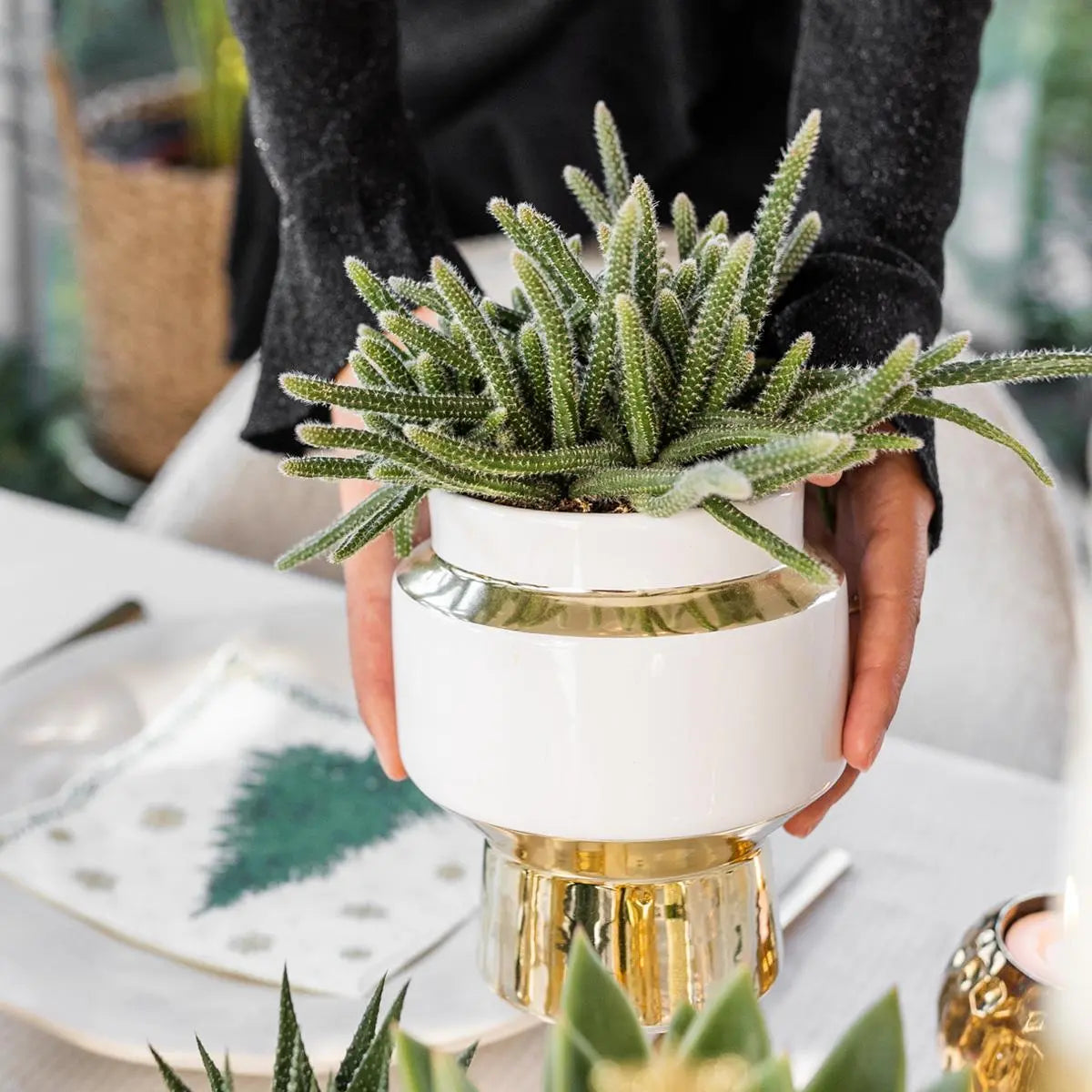 Kolibri Greens | Succulenten set van 2 planten in gouden Le Chic sierpotten - keramiek  potmaat Ø9cm Everspring