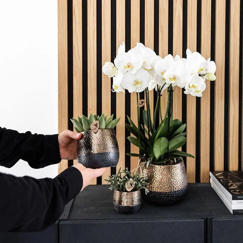 Kolibri Company | Gift set Home Hub | Plantenset met Phalaenopsis Orchidee en Succulenten incl. keramieken sierpotten Everspring