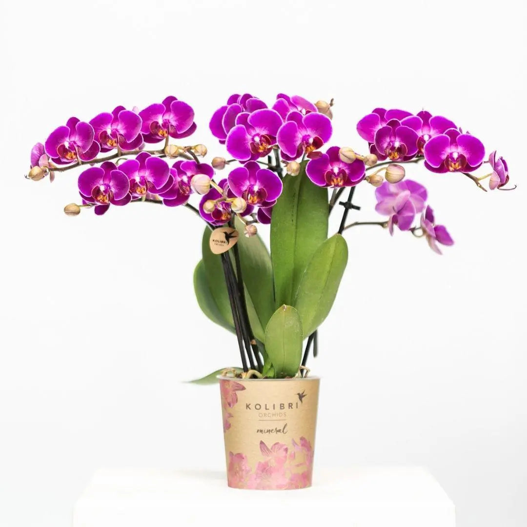 Kolibri Orchids | Paarse phalaenopsis orchidee - Morelia - potmaat Ø9cm | bloeiende kamerplant - vers van de kweker Everspring