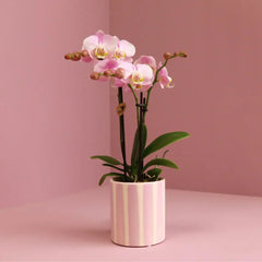 Kolibri Orchids | Roze Phalaenopsis orchidee Portugal + Painted Stripe pot roze - potmaat Ø9cm | bloeiende kamerplant - vers van de kweker Everspring