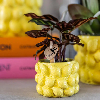 Kolibri Home | Citrus pot yellow - Ø9cm Everspring