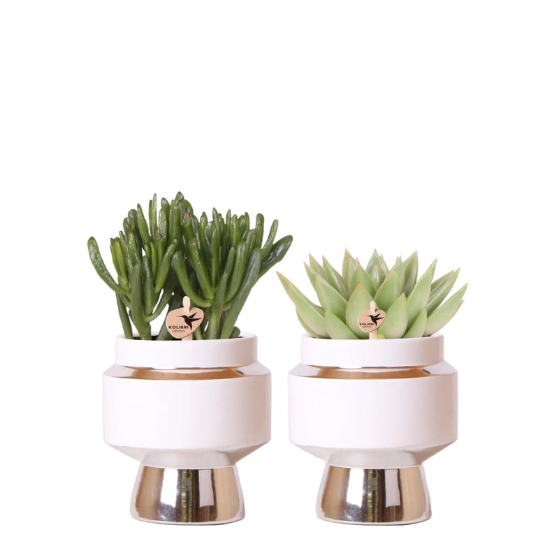 Kolibri Greens | Succulenten set van 2 planten in zilveren Le Chic sierpotten - keramiek  potmaat Ø9cm Everspring