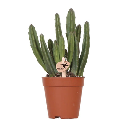 Kolibri Greens | Groene plant - Stapelia - groene kamerplant - vers van de kweker - Ø9cm Everspring