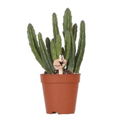 Kolibri Greens | Groene plant - Stapelia - groene kamerplant - vers van de kweker - Ø9cm Everspring