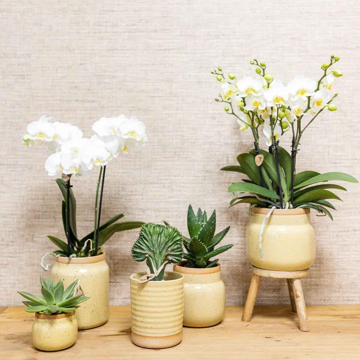 Kolibri Orchids | Groene plant met gele Phalaenopsis orchidee in Vintage khaki sierpotten en bamboe dienblad Everspring