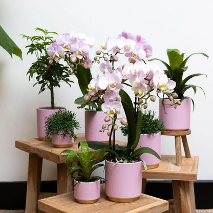 Kolibri Orchids | Roze Phalaenopsis orchidee – Andorra + Gold foot sierpot roze – potmaat Ø9cm – 35cm hoog | bloeiende kamerplant in bloempot - vers van de kweker Everspring