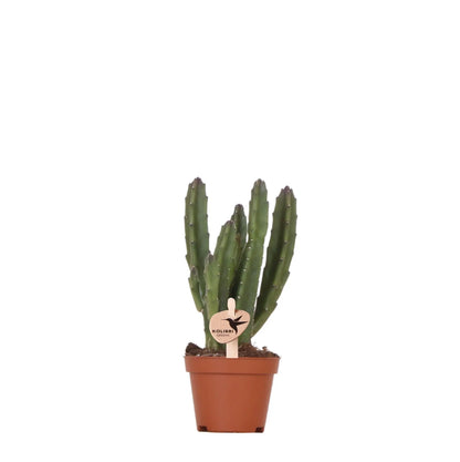 Kolibri Greens | Groene plant - Stapelia - groene kamerplant - vers van de kweker - Ø6cm Everspring