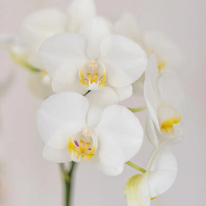 Kolibri Orchids | Set van witte orchidee Amabilis en succulent in Tube sierpot wit - potmaat Ø9cm | bloeiende kamerplant - vers van de kweker Everspring