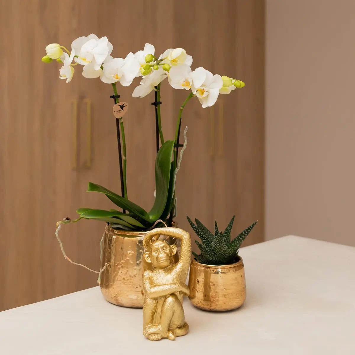 Kolibri Orchids | witte Phalaenopsis orchidee - Amabilis - potmaat Ø9cm | bloeiende kamerplant - vers van de kweker Everspring