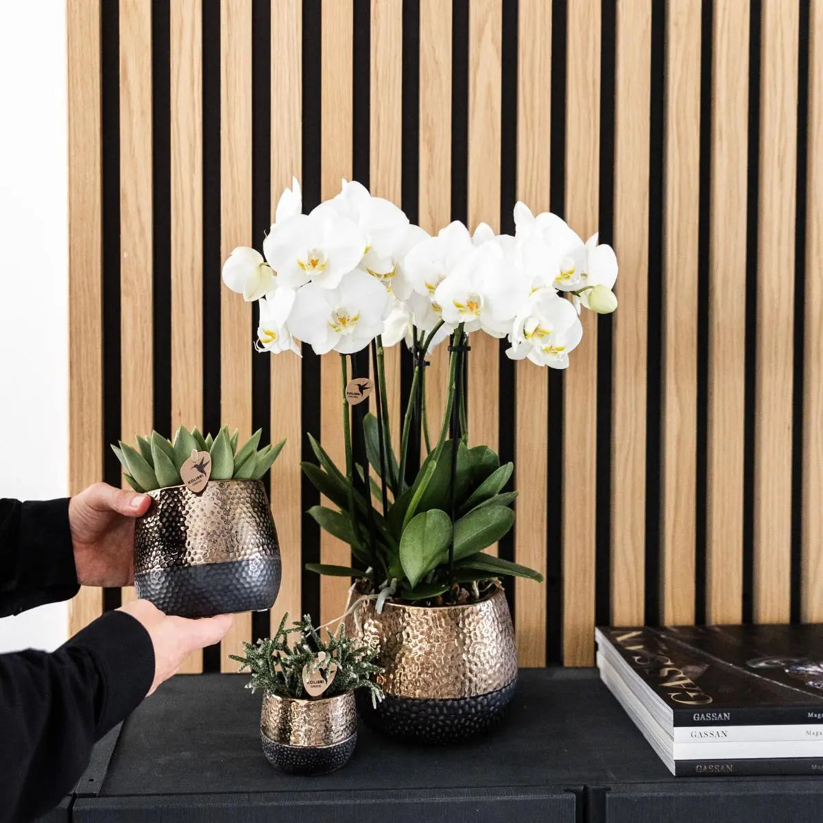 Kolibri Orchids I COMBI DEAL van 2 witte Phalaenopsis orchideeën - potmaat Ø12cm | bloeiende kamerplant - vers van de kweker Everspring