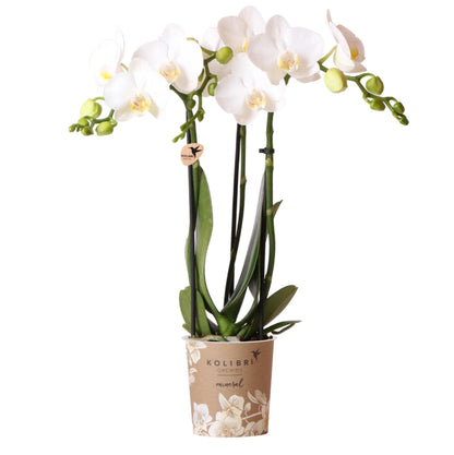 Kolibri Orchids | witte Phalaenopsis orchidee - Amabilis - potmaat Ø9cm | bloeiende kamerplant - vers van de kweker Everspring