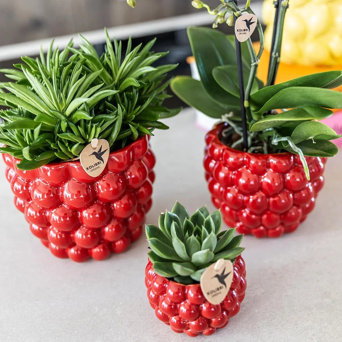 Kolibri Home | Berry pot - 12cm Everspring