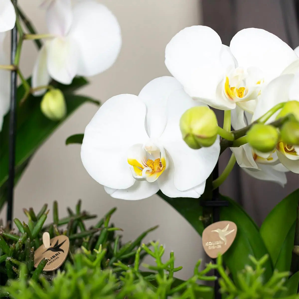 Kolibri Orchids | witte Phalaenopsis orchidee - Niagara Fall  - potmaat Ø12cm | bloeiende kamerplant - vers van de kweker Everspring