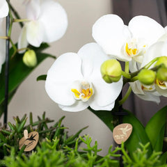 Kolibri Orchids | witte Phalaenopsis orchidee - Niagara Fall  - potmaat Ø12cm | bloeiende kamerplant - vers van de kweker Everspring