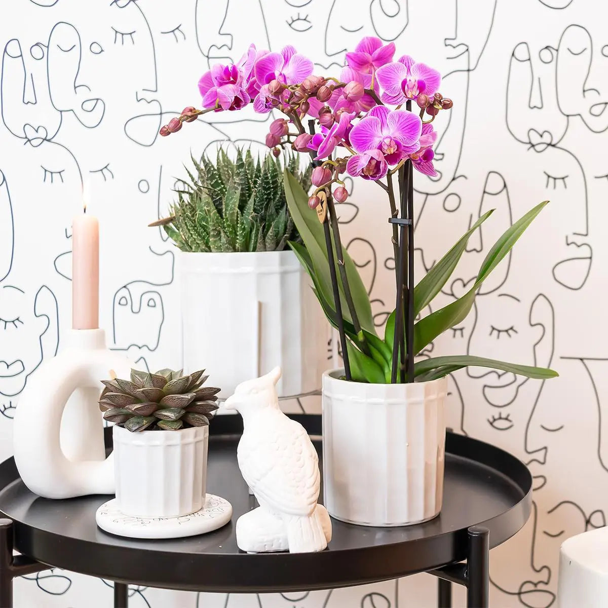 Kolibri Orchids | Paars/ roze Phalaenopsis orchidee - Mineral Vienna - potmaat Ø9cm | bloeiende kamerplant - vers van de kweker Everspring