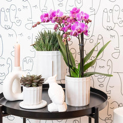 Kolibri Orchids | Paars/ roze Phalaenopsis orchidee - Mineral Vienna - potmaat Ø9cm | bloeiende kamerplant - vers van de kweker Everspring