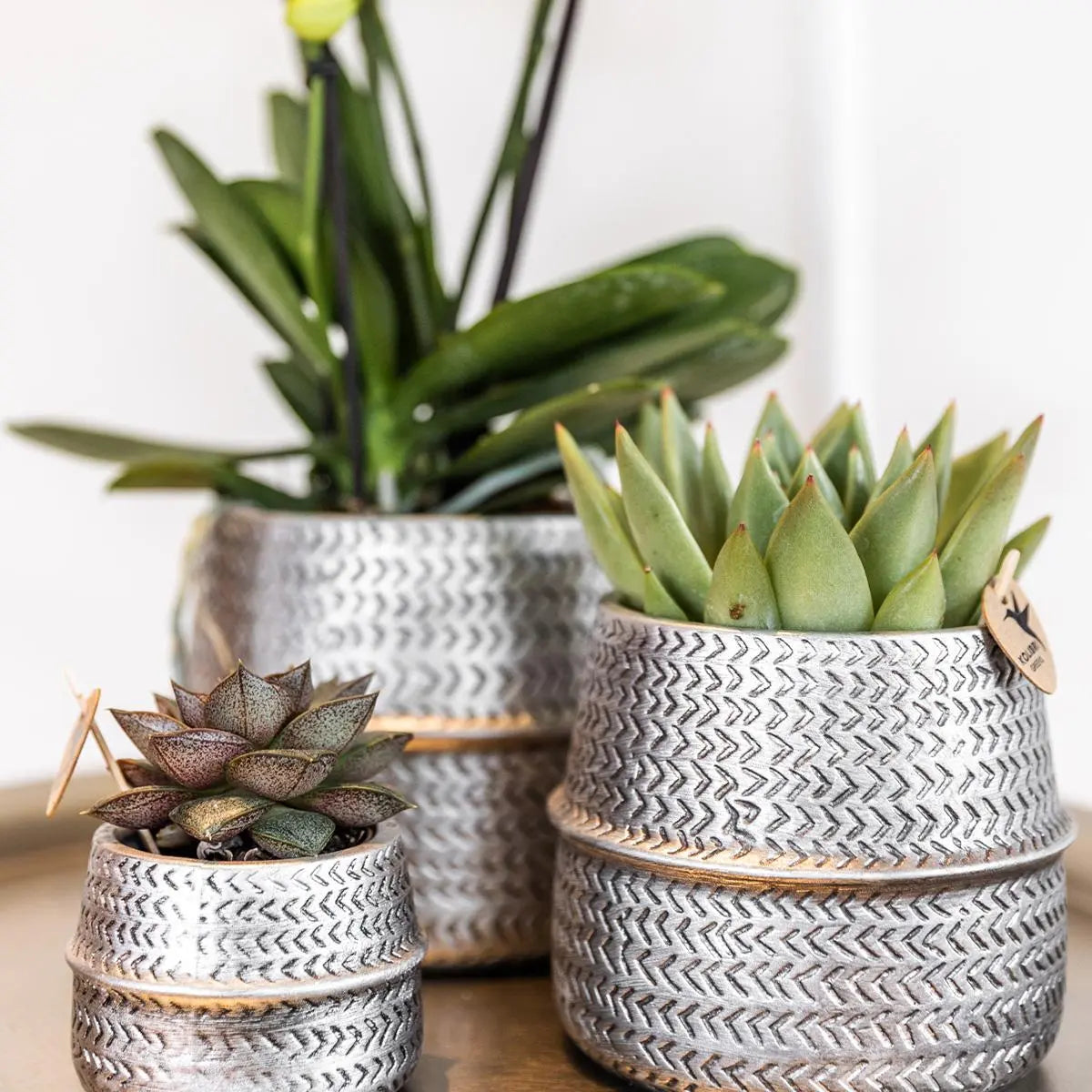 Kolibri Greens | Succulenten set van 2 planten in zilveren groove sierpotten - keramiek  potmaat Ø9cm Everspring