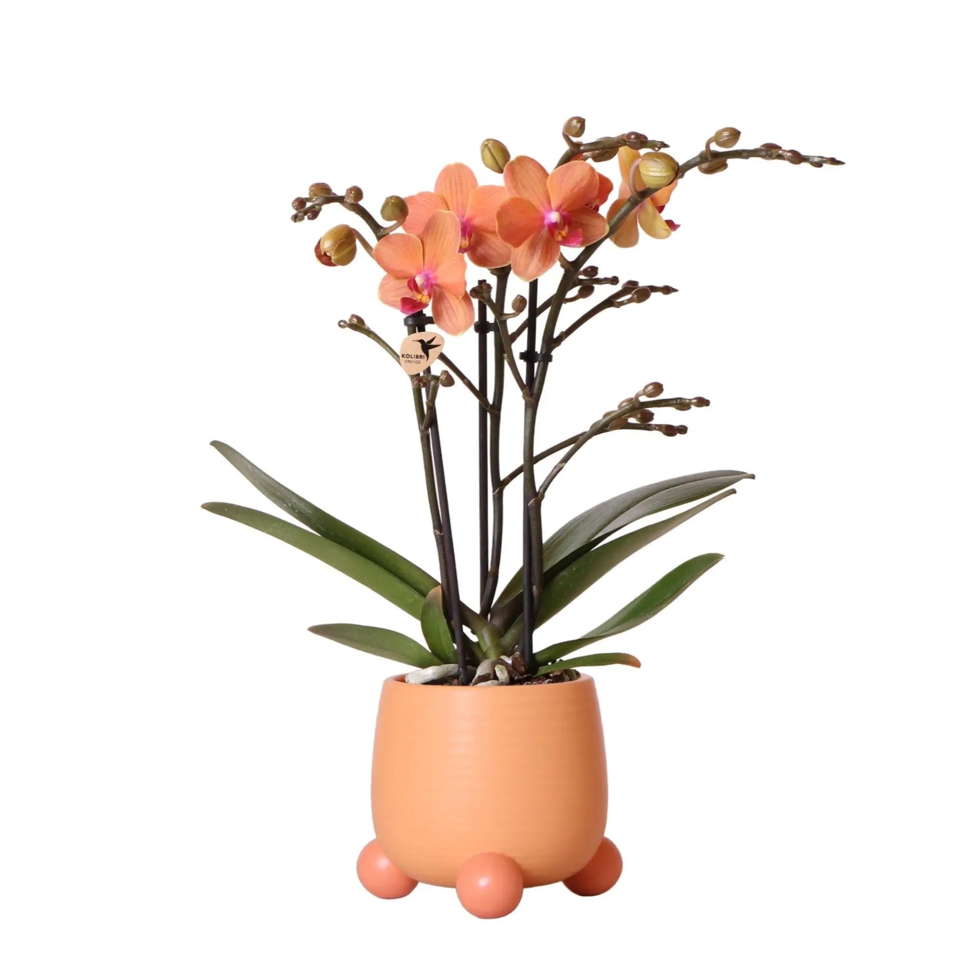 Kolibri Orchids | Oranje Phalaenopsis orchidee - Mineral Bolzano + Rolling peach - potmaat Ø9cm | bloeiende kamerplant - vers van de kweker Everspring