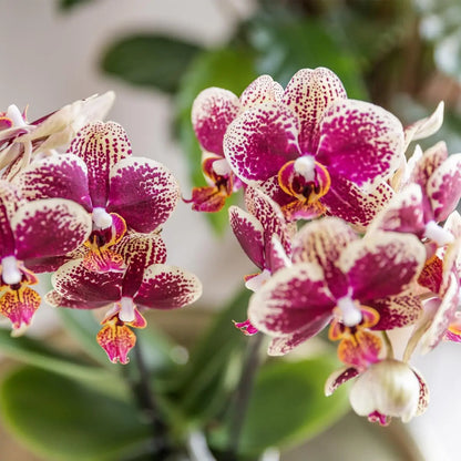 Kolibri Orchids | Geel rode phalaenopsis orchidee - Spain - potmaat Ø9cm | bloeiende kamerplant - vers van de kweker Everspring