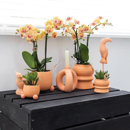 Kolibri Orchids | Oranje Phalaenopsis orchidee – Jamaica + Rolling sierpot peach – potmaat Ø9cm – 35cm hoog | bloeiende kamerplant in bloempot - vers van de kweker Everspring