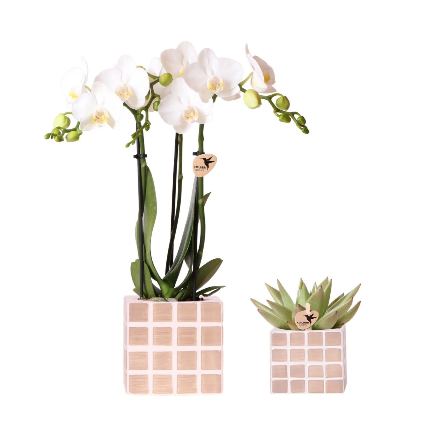 Kolibri Orchids | Set van witte orchidee Amabilis en succulent in Mosa sierpotten bruin - potmaat Ø9cm & Ø6cm | bloeiende kamerplant - vers van de kweker Everspring