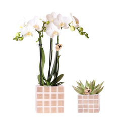 Kolibri Orchids | Set van witte orchidee Amabilis en succulent in Mosa sierpotten bruin - potmaat Ø9cm & Ø6cm | bloeiende kamerplant - vers van de kweker Everspring