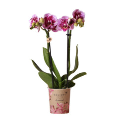 Kolibri Orchids | Roze paarse phalaenopsis orchidee - El Salvador - potmaat Ø9cm | bloeiende kamerplant - vers van de kweker Everspring