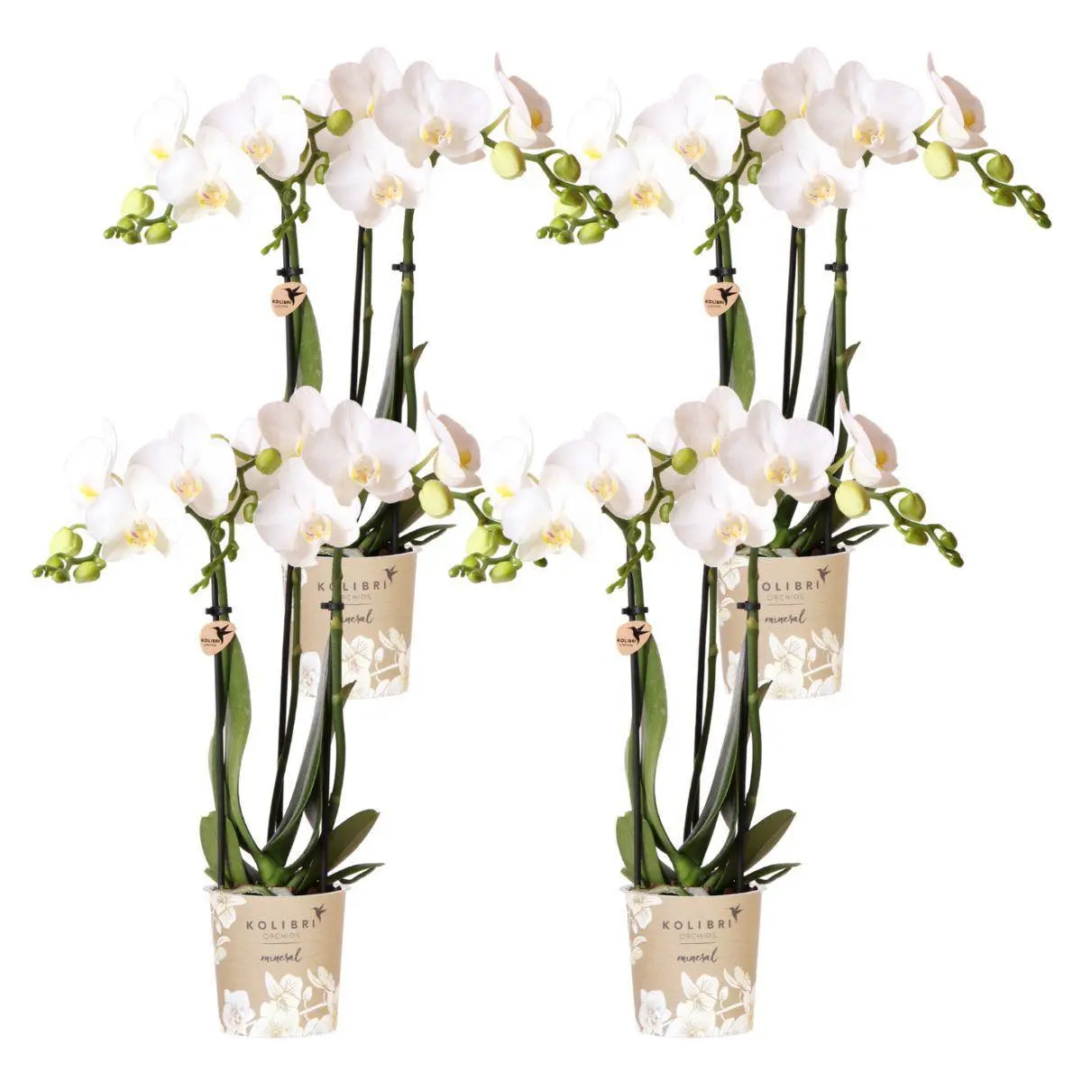 Kolibri Orchids | COMBI DEAL van 4 witte Phalaenopsis orchideeën - Amabilis - potmaat Ø9cm | bloeiende kamerplant - vers van de kweker Everspring