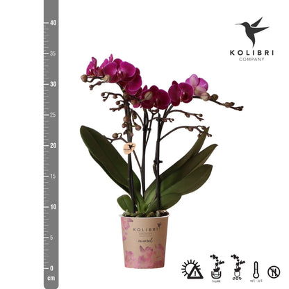 Kolibri Orchids | Paarse phalaenopsis orchidee - Morelia - potmaat Ø9cm | bloeiende kamerplant - vers van de kweker Everspring