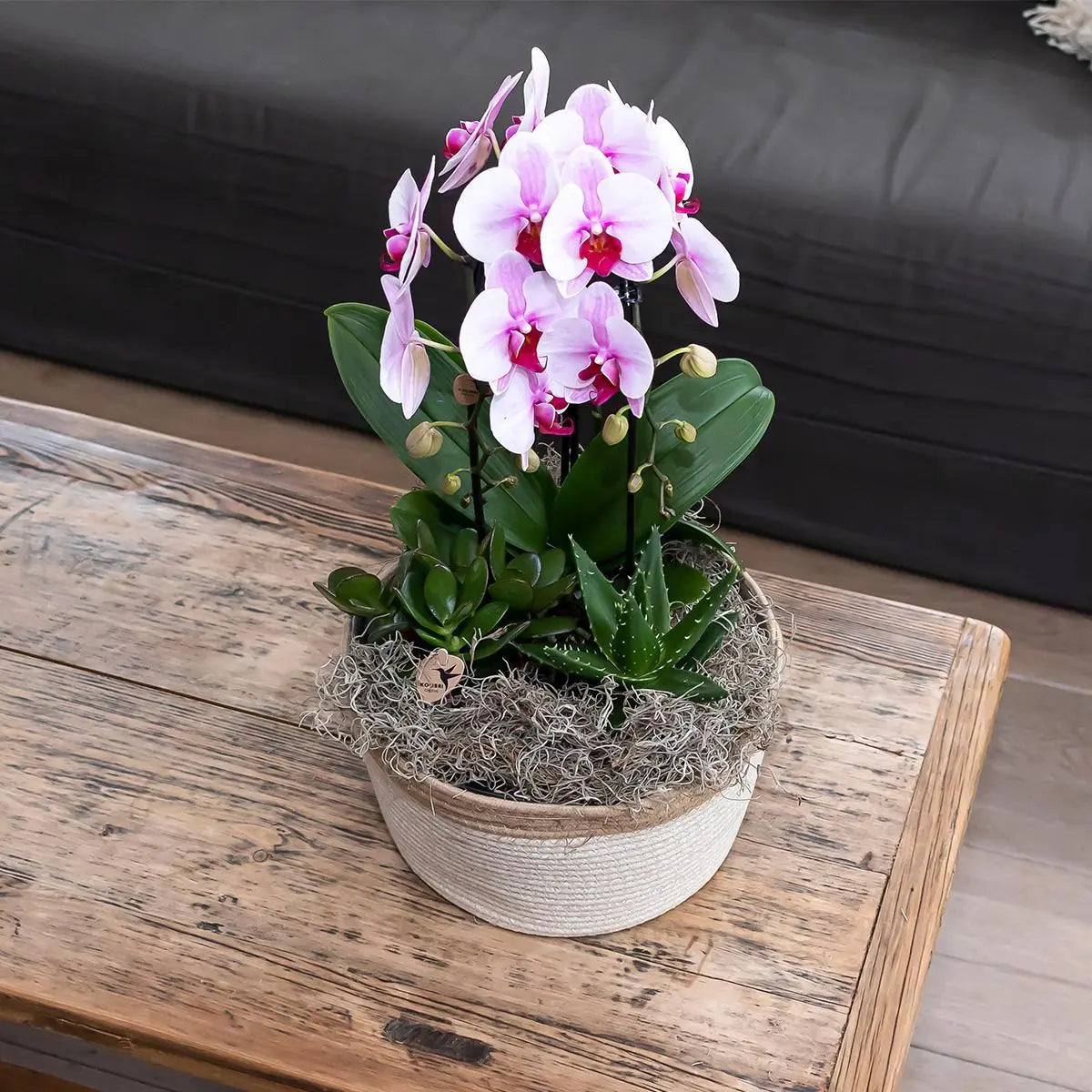 Kolibri Orchids | roze Phalaenopsis orchidee - Niagara Fall  - potmaat Ø12cm | bloeiende kamerplant - vers van de kweker Everspring