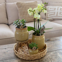 Kolibri Orchids | Groene planten met gele Phalaenopsis orchidee in Vintage khaki sierpotten en hyacinth dienblad Everspring