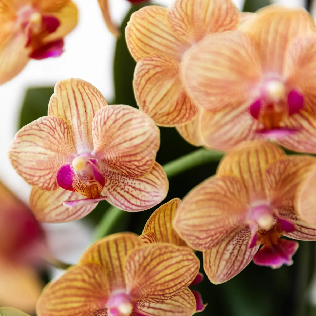 Kolibri Orchids | oranje Phalaenopsis orchidee - Jamaica + Painted Stripe pot oranje - potmaat Ø9cm | bloeiende kamerplant - vers van de kweker Everspring