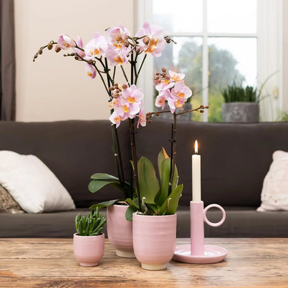 Kolibri Orchids | COMBI DEAL van 4 Roze phalaenopsis orchideeën - Andorra - potmaat Ø9cm | bloeiende kamerplant - vers van de kweker Everspring